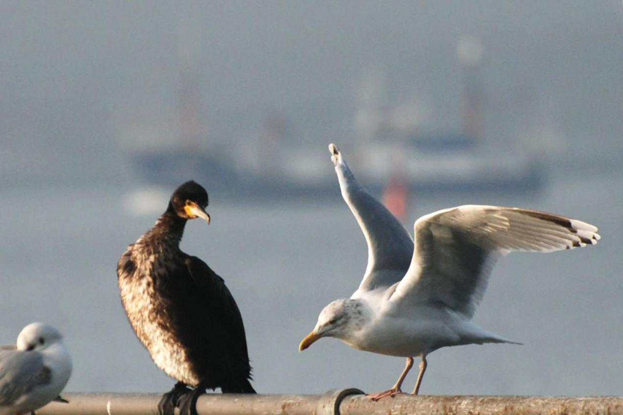 Haus Am Meer シャルボイツ エクステリア 写真